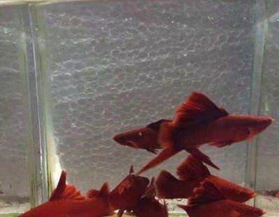 紅箭魚飼養(yǎng)技巧：火山石與紅箭魚火山石的飼養(yǎng)技巧想要養(yǎng)好紅箭魚了解一下 紅箭魚飼養(yǎng)技巧：火山石與紅箭魚火山石的飼養(yǎng)技巧想要養(yǎng)好紅箭魚了解一下 魚缸百科 第2張