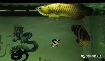 龍魚吃飽了從哪里看出來
