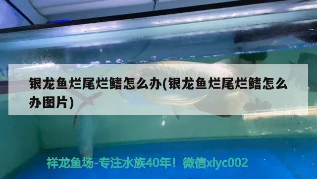 銀龍魚(yú)爛尾爛鰭怎么辦(銀龍魚(yú)爛尾爛鰭怎么辦圖片)