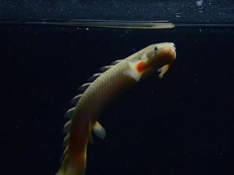 銀龍魚孵化小魚的方法（銀龍魚孵化小魚的方法視頻）