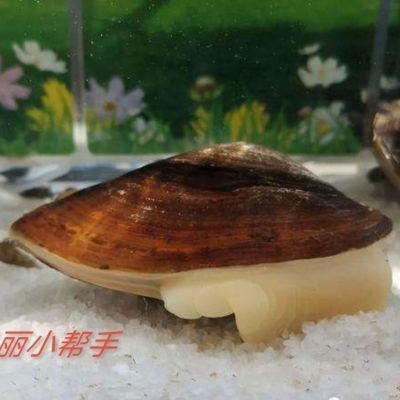 河蚌養在魚缸里的具體操作步驟是什么？：河蚌養在魚缸中的具體操作步驟