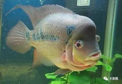銀龍魚須子撞壞了圖片（銀龍魚須子撞壞了圖片大全）