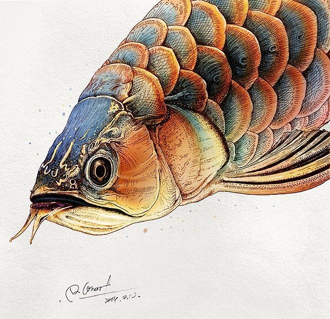 金龍魚水彩畫怎么樣金龍魚水彩畫的特點(diǎn)和技巧（金龍魚水彩畫怎么樣金龍魚水彩畫作品金龍魚水彩畫作品）