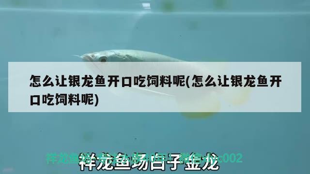 怎么讓銀龍魚開口吃飼料呢(怎么讓銀龍魚開口吃飼料呢)