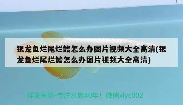 銀龍魚(yú)爛尾爛鰭怎么辦圖片視頻大全高清(銀龍魚(yú)爛尾爛鰭怎么辦圖片視頻大全高清) 銀龍魚(yú)爛尾爛鰭怎么辦圖片視頻大全高清(銀龍魚(yú)爛尾爛鰭怎么辦圖片視頻大全高清) 銀龍魚(yú)百科