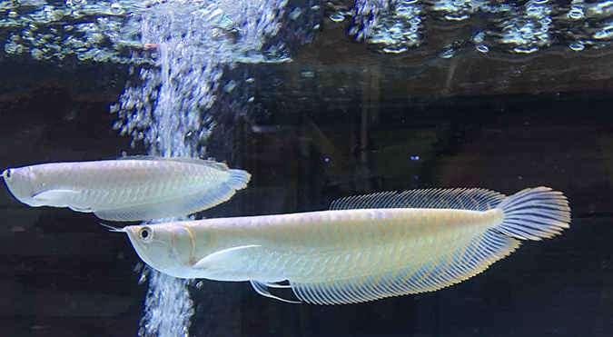 銀龍魚養幾條最好:1米2魚缸銀龍魚養幾條