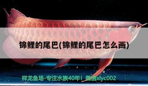 錦鯉的尾巴(錦鯉的尾巴怎么畫) 錦鯉的尾巴(錦鯉的尾巴怎么畫) 銀龍魚百科