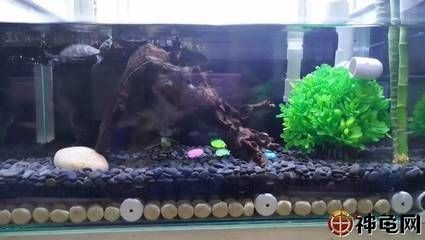 底濾魚缸的清理方法和注意事項：底濾魚缸清潔的誤區與正確做法魚缸清潔的誤區與正確做法 底濾魚缸的清理方法和注意事項：底濾魚缸清潔的誤區與正確做法魚缸清潔的誤區與正確做法 魚缸百科 第1張