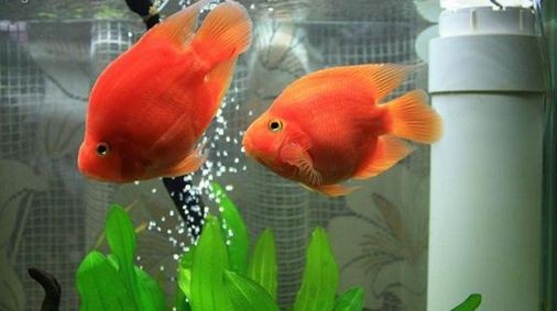 底濾魚缸的清理方法和注意事項：底濾魚缸清潔的誤區與正確做法魚缸清潔的誤區與正確做法 底濾魚缸的清理方法和注意事項：底濾魚缸清潔的誤區與正確做法魚缸清潔的誤區與正確做法 魚缸百科 第4張