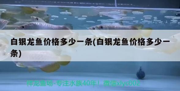 白銀龍魚價(jià)格多少一條(白銀龍魚價(jià)格多少一條)