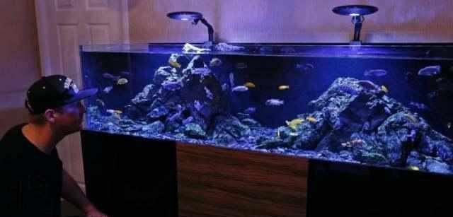 銀龍魚的燈光用LED燈可以嗎（銀龍魚的燈光用led燈可以嗎視頻）