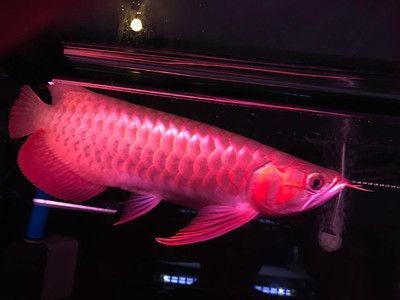 紅龍魚烤制時選擇合適的燈是非常重要的以下是根據搜索結果提供的建議（紅龍魚在烤制時選擇合適的燈是非常重要的）