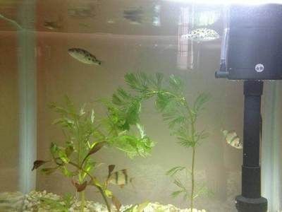 魚缸長青苔怎么辦？：底濾魚缸和水草缸長青苔的對比