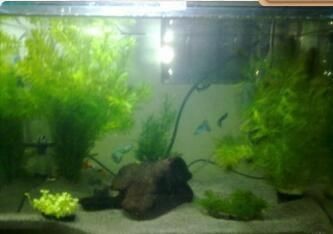 魚缸長青苔怎么辦？：底濾魚缸和水草缸長青苔的對比