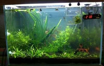 魚缸長青苔怎么辦？：底濾魚缸和水草缸長青苔的對比