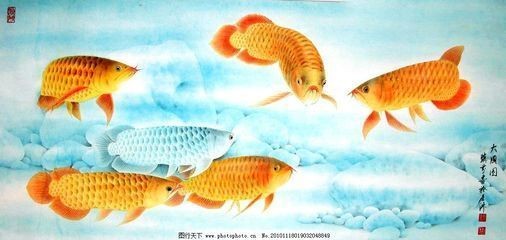 金龍魚工筆畫 龍魚百科 第1張 金龍魚工筆畫 金龍魚工筆畫 龍魚百科 第1張