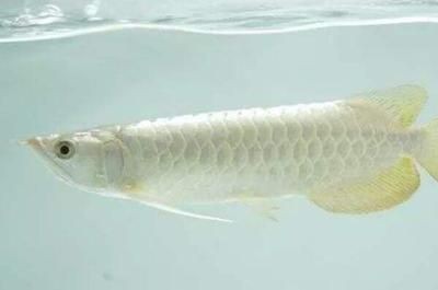 龍魚被凍暈了