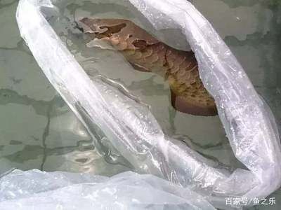 龍魚被凍暈了