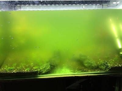 魚缸長綠藻怎么辦：燈光照射魚缸綠藻生長需要什么條件視頻制作燈光照射魚缸