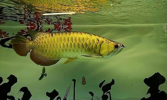 全龍魚圖片，全龍魚高清圖片 全龍魚圖片，全龍魚高清圖片 龍魚百科 第7張