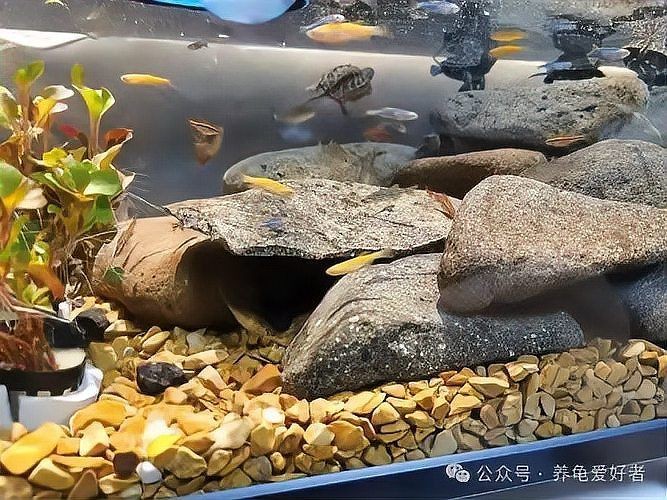 烏龜和魚在一起吉利嗎，與魚共養是否寓意吉祥好運？