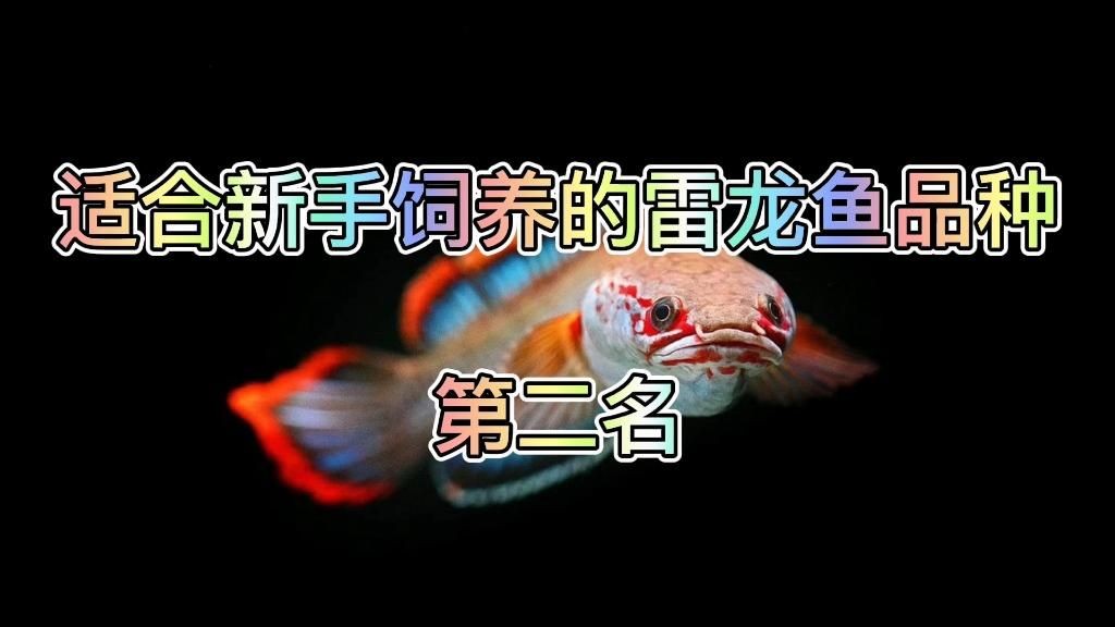 七彩雷龍魚好養嗎，彩雷龍魚飼養難度大不大？