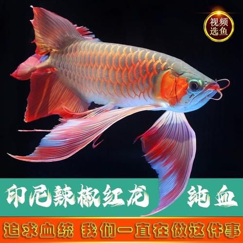 古典藍底過背金龍魚圖片，是一個20字的下拉詞標題，，古典藍底映襯靈動過背