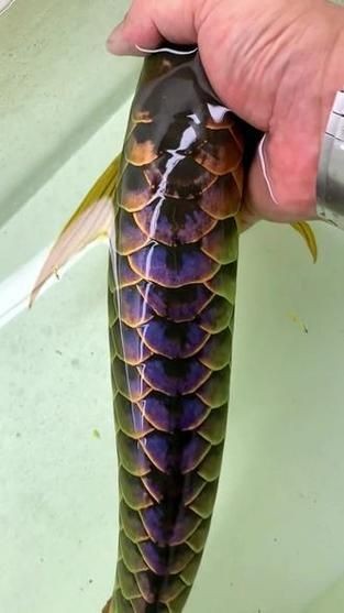 古典藍底過背金龍魚圖片，是一個20字的下拉詞標題，，古典藍底映襯靈動過背