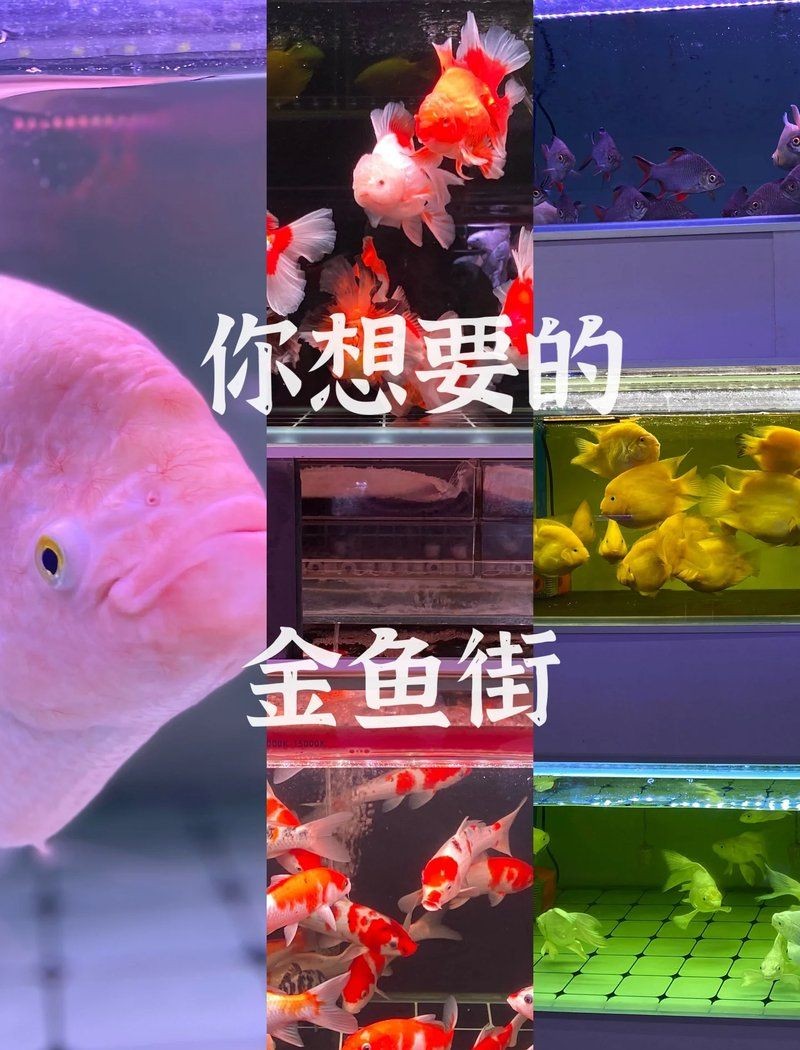 麗江魚缸批發(fā)市場