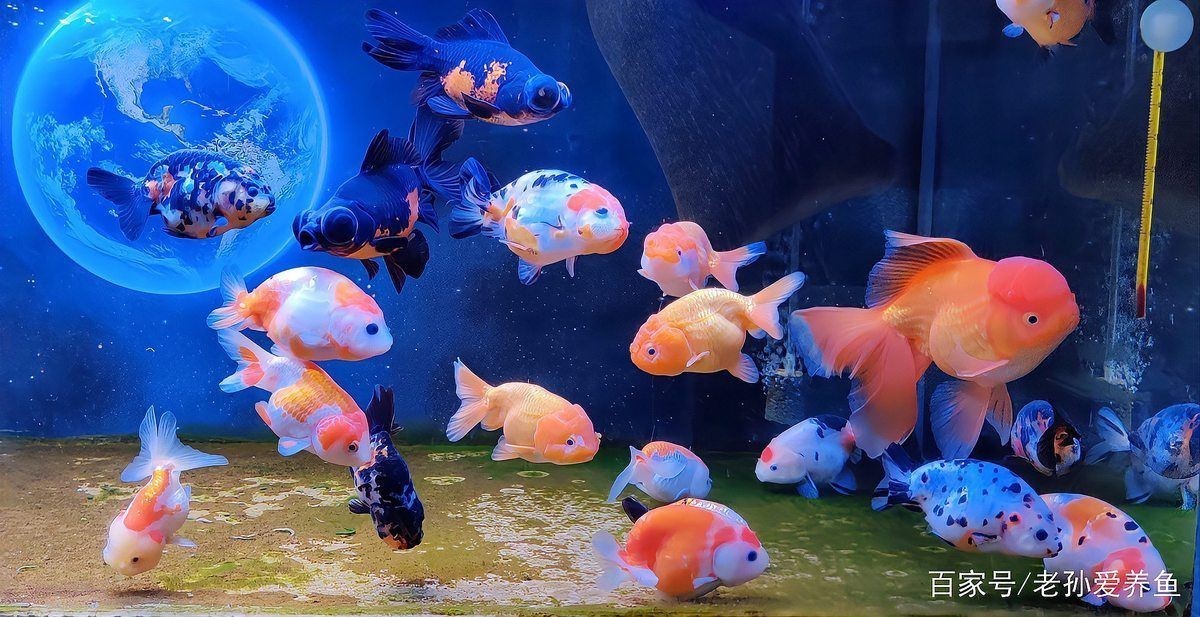 健康水族是雜牌嗎知乎