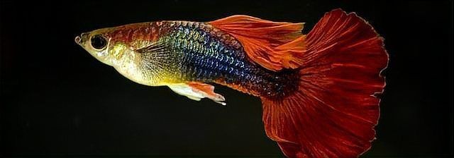 養(yǎng)孔雀魚不死的小竅門