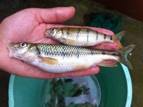 光唇魚能和什么魚混養(yǎng) 全國水族館企業(yè)名錄 第7張 光唇魚能和什么魚混養(yǎng) 光唇魚能和什么魚混養(yǎng) 全國水族館企業(yè)名錄 第7張