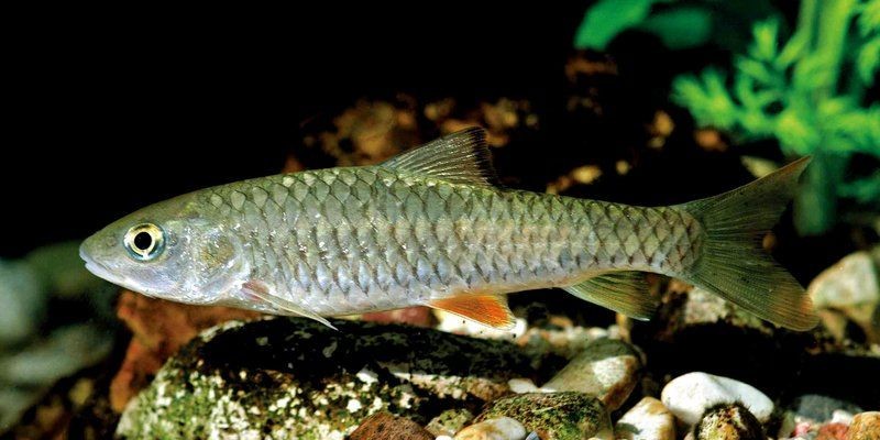 光唇魚能和什么魚混養(yǎng) 全國水族館企業(yè)名錄 第10張 光唇魚能和什么魚混養(yǎng) 光唇魚能和什么魚混養(yǎng) 全國水族館企業(yè)名錄 第10張