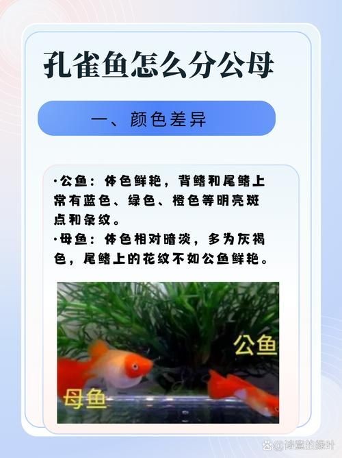 公魚和母魚配對圖片