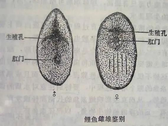 公魚和母魚配對圖片