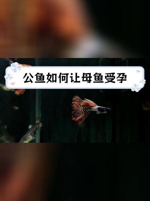 公魚和母魚配對圖片