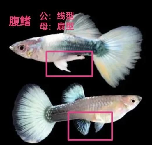 公魚和母魚配對圖片