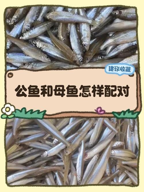 公魚和母魚配對圖片
