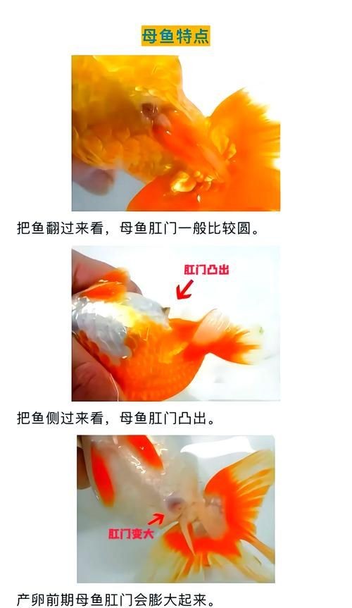 公魚和母魚配對圖片