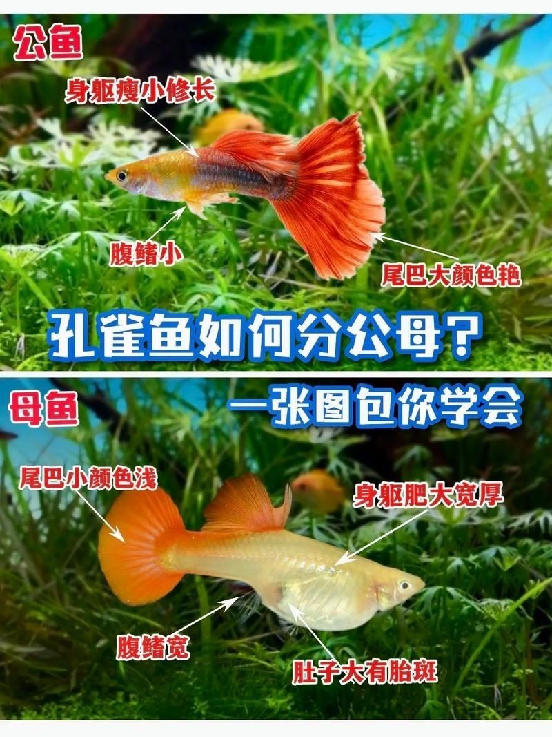 公魚和母魚配對圖片