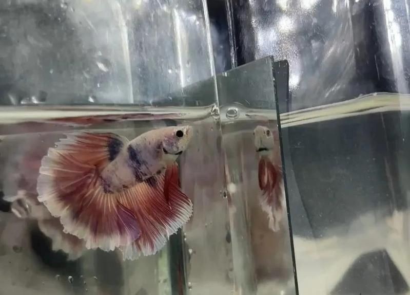 公魚和母魚配對圖片