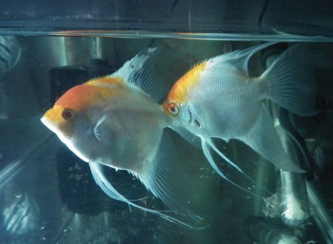 公魚和母魚配對圖片