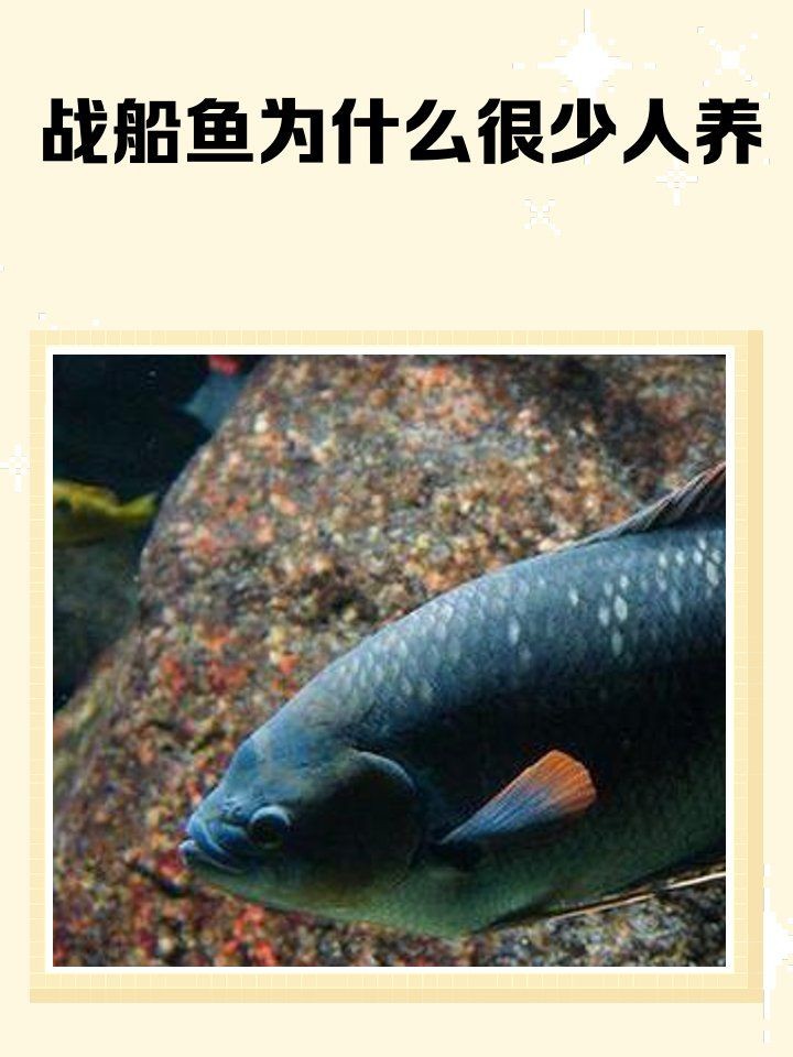 古代戰船魚招財嗎