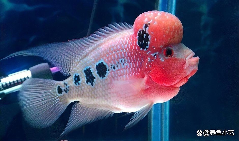古典羅漢魚屬于什么系