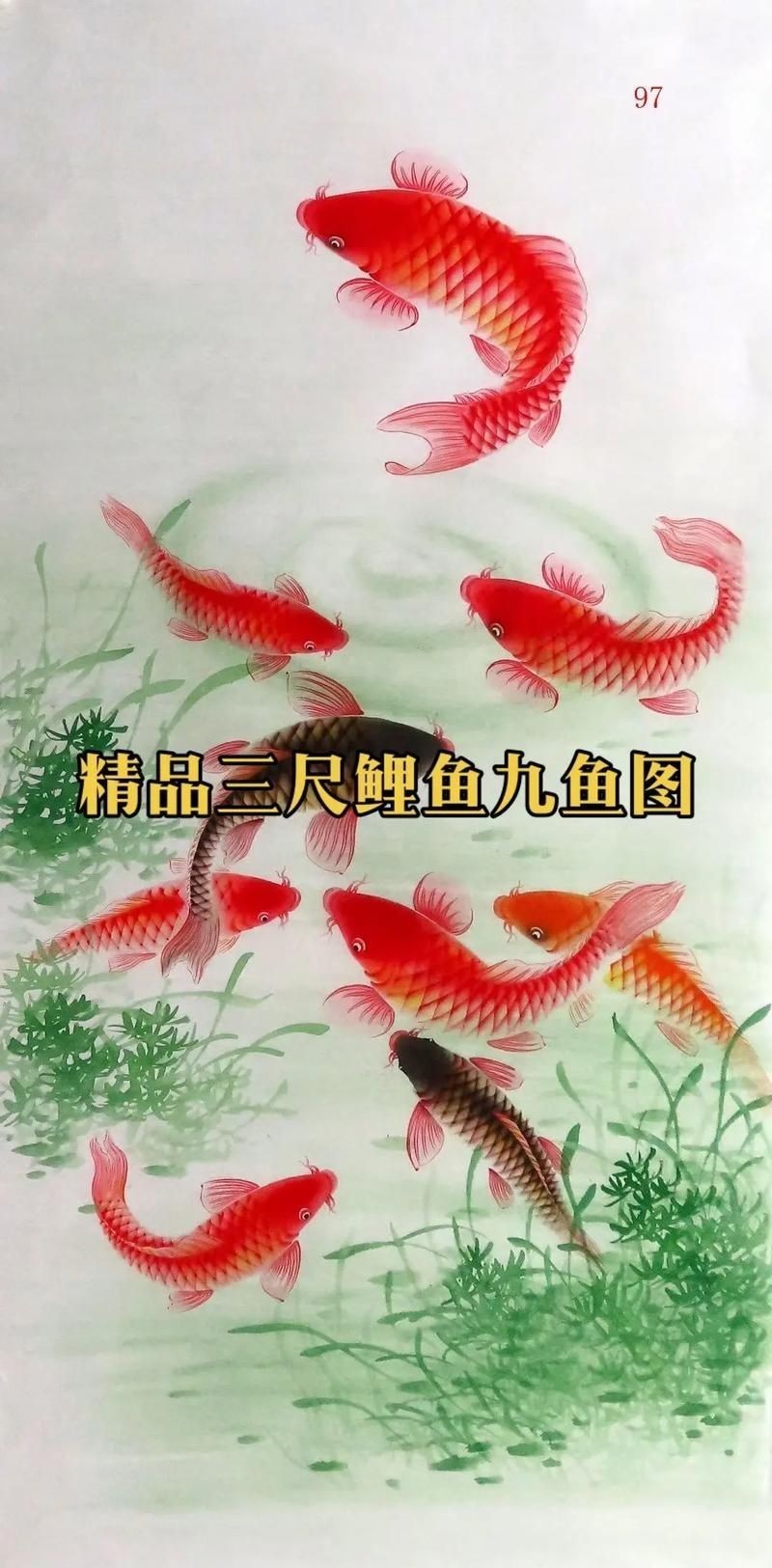 九鯉魚圖片大全大圖