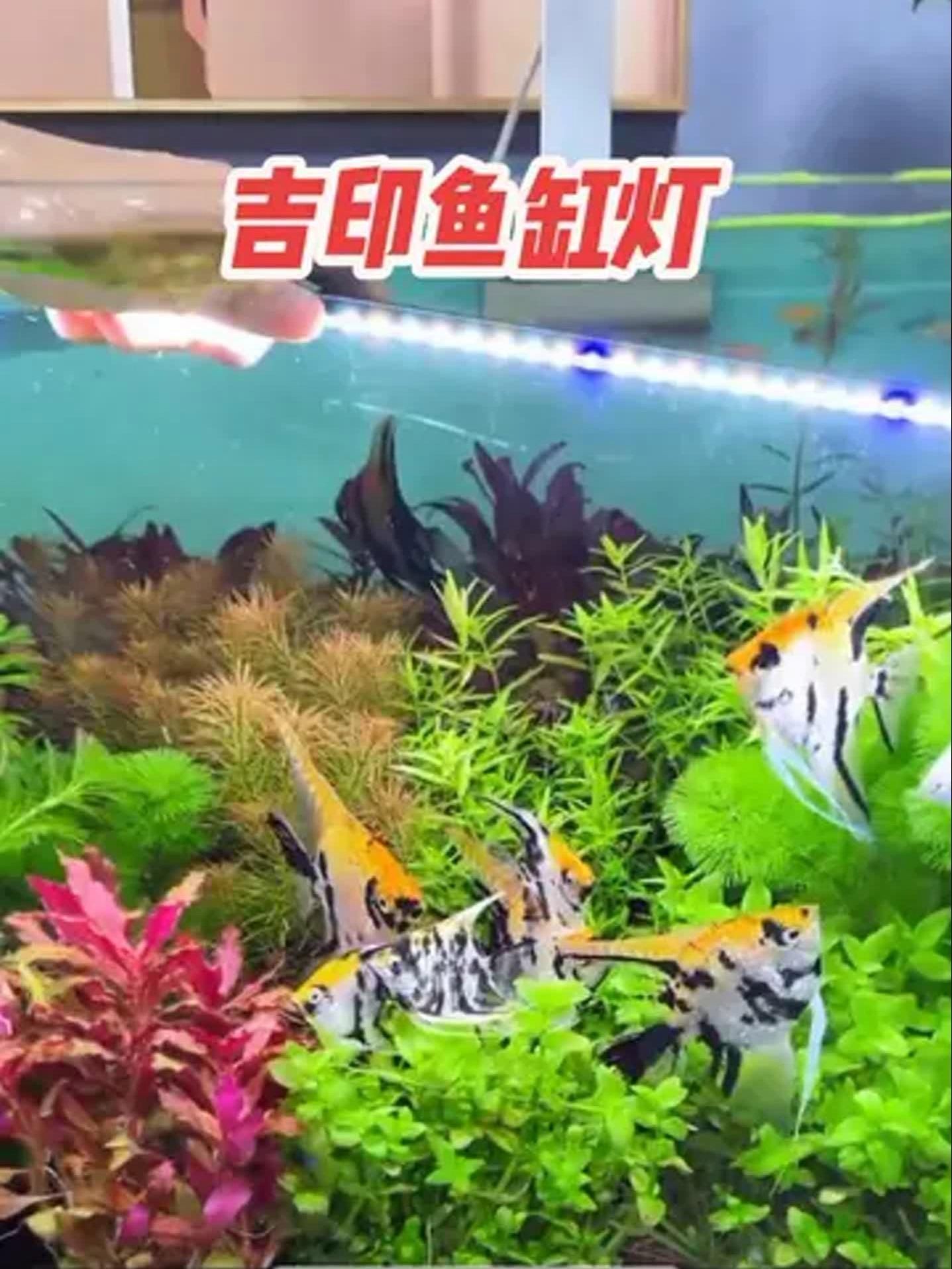 吉印的水草燈怎么樣