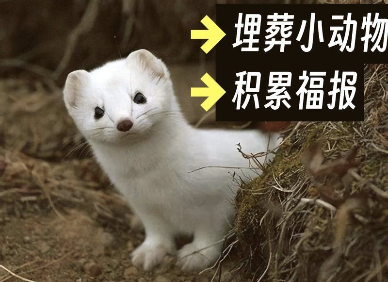 埋死了的魚(yú)的功德