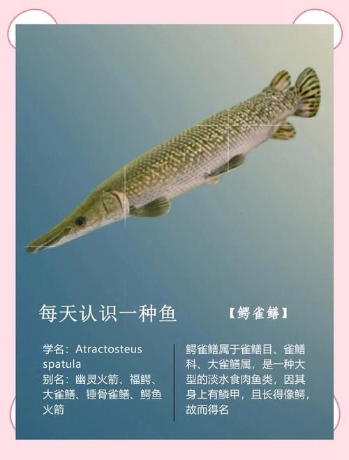 巨骨舌魚和鱷雀鱔的圖片，巨骨舌魚與鱷雀鱔同框，罕見雙雄