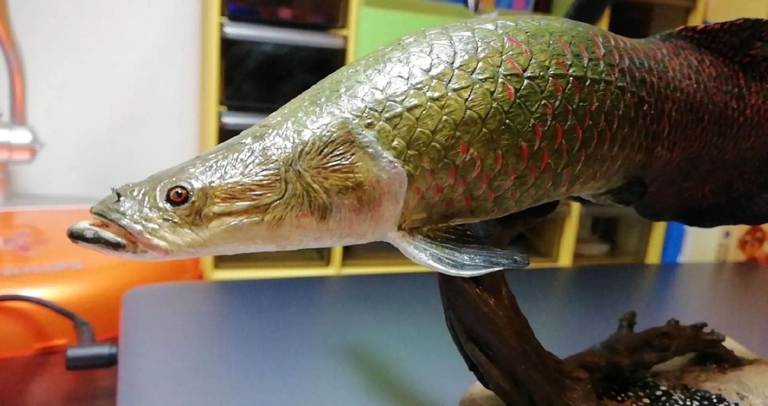 巨骨舌魚和鱷雀鱔的圖片，巨骨舌魚與鱷雀鱔同框，罕見雙雄