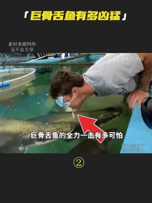 巨骨舌魚和鱷雀鱔的圖片，巨骨舌魚與鱷雀鱔同框，罕見雙雄